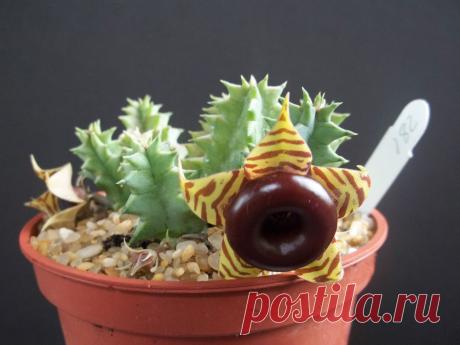 цветы