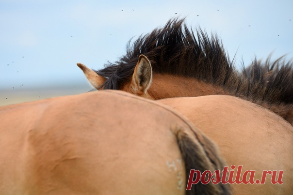 Откуда уши растут? Лошади Пржевальского в Оренбургском заповеднике. Фотографировала Наталия Судец: nat-geo.ru/photo/user/337453/
