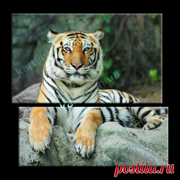 Модульная картина Азиатский тигр купить в Киеве, цена в Украине | Kartiny