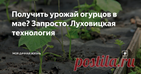 Получить урожай огурцов в мае? Запросто. Луховицкая технология ПРИВЕТСТВУЮ ВСЕХ НА КАНАЛЕ "МОЯ ДАЧНАЯ ЖИЗНЬ" Дачники-огородники уже все в предвкушении нового сезона. Строят планы. Что посадить? Где посадить? Как посадить? Новички в этом деле задают себе последний вопрос по неопытности. Умудренные опытом любители грядок размышляют, как упростить уход, как получить урожая больше, прилагая при этом меньше усилий. Еще хотелось бы получить урожай раньше по срокам. Есть желание ...