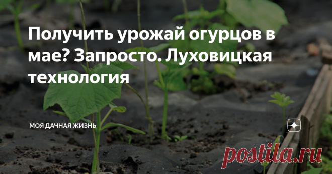 Получить урожай огурцов в мае? Запросто. Луховицкая технология ПРИВЕТСТВУЮ ВСЕХ НА КАНАЛЕ 