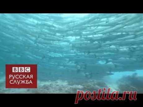 Видео 360°: дайвинг с барракудами