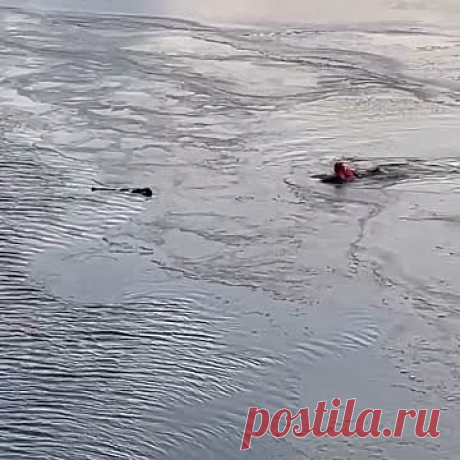 Спасение провалившейся под лед россиянки попало на видео. Девушка провалилась под лед на реке Малая Кокшага в Марий Эл, ее успели вытащить из воды. На появившемся видеоролике видно, как девушка находится в полузамерзшей реке без признаков жизни. Один из спасателей добирается до нее, минуя льдины, и плывет с ней к берегу.