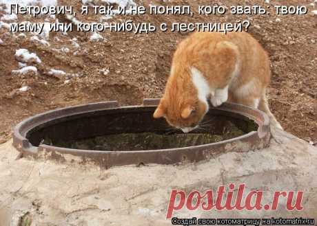 Котоматрица: Лучшие за апрель 2015