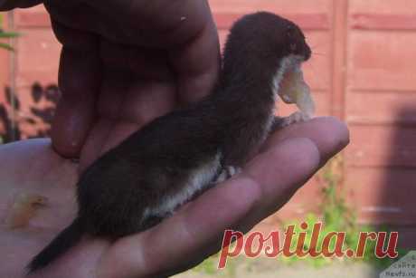 На пустыре мужчина нашёл маленький комочек шерсти… Он даже не догадывался, кого он спас!