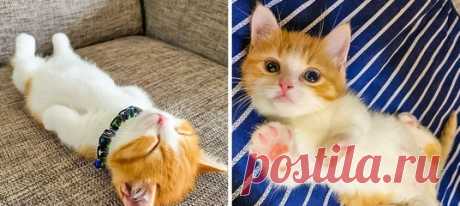 13 фото, которые доказывают, что жизнь без котов была бы серой и унылой:
