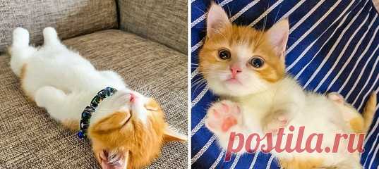 13 фото, которые доказывают, что жизнь без котов была бы серой и унылой: