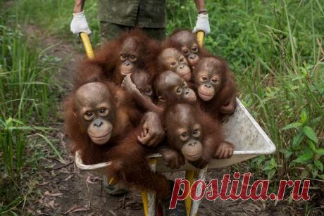 В преддверии весны вспоминаем пять самых интересных статей, опубликованных в нашем журнале за три зимних месяца. 1. Другой Кремль. Графическая реконструкция: 2. Торжество духа над материей. Сила плацебо: 3. 800 негативов из семейного архива. Редкие кадры из экспедиций Обручева: 4. Лесные люди. Есть ли будущее у орангутанов: 5. Алкоголь. Роман длиной в 9000 лет