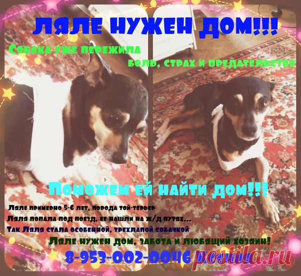 Первоуральское городское Общество защиты животны