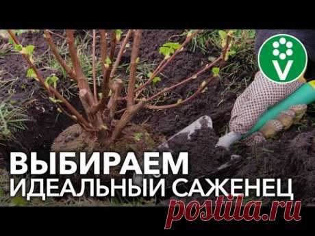 НИКОГДА НЕ ПОКУПАЙТЕ ТАКИЕ САЖЕНЦЫ! Как правильно выбрать саженцы декоративных растений?
