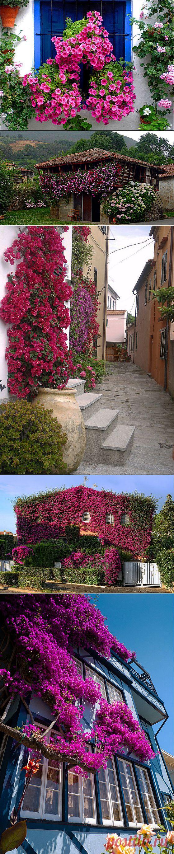 Весеннее настроение: дома в цветах | ПолонСил.ру - социальная сеть здоровья