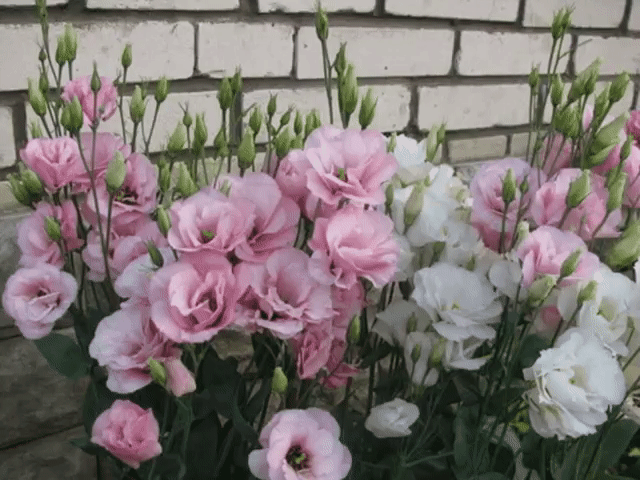 Эустома украсит ваш сад
Эустома – очень привлекательное растение с сизыми, словно покрытыми воском, листьями и крупными воронковидными простыми или махровыми цветками нежных оттенков. Цветки у эустомы крупноцветковой достигают 7–8 см в диаметре. Они бывают самой разной окраски – белые, розовые, лиловые, фиолетовые, белые с цветной каймой и т. д. Полураспустившиеся цветки похожи на бутоны роз, а когда раскроются полностью – на крупные маки. Стебли у эустомы прочные, 80–90 см в высоту, примерно с