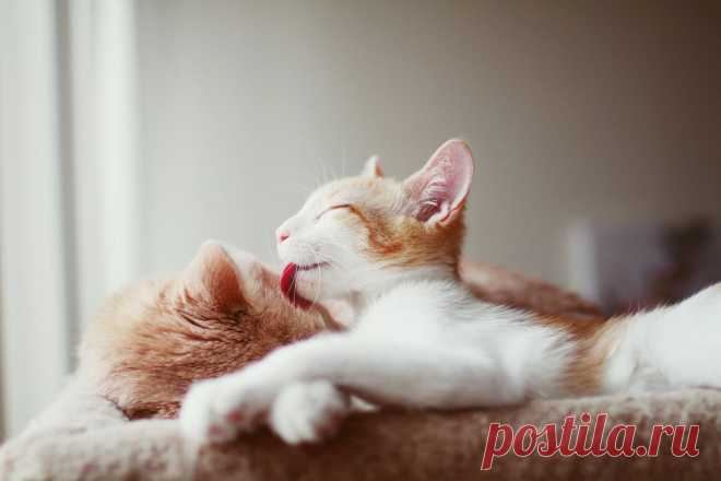 Cuddle Bugs | Flickr - Photo Sharing!