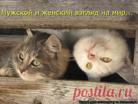 Женская логика в картинках — Всегда в форме!