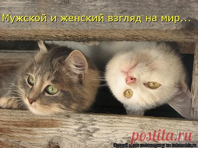 Женская логика в картинках — Всегда в форме!