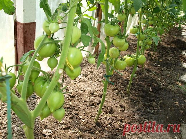 Как поливать томаты?