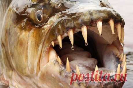 Самые милые животные океанских глубин 
Океан хранит в себе немало тайн - поразительных и жутких. И порой, глядя на обитающих там созданий, нам остается лишь поражаться безумной фантазии матери-природы, создавшей столь ужасных тварей. Неко…