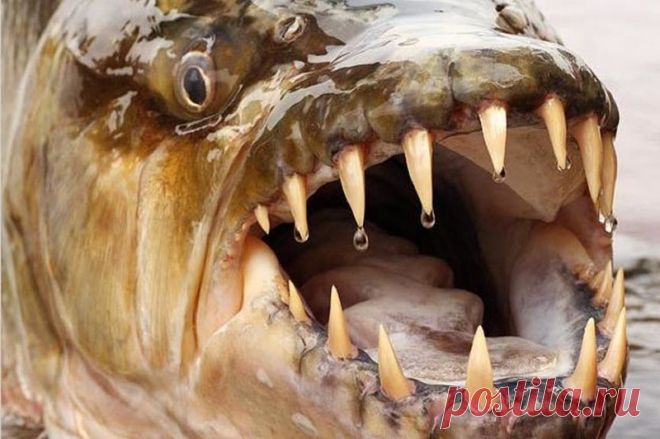 Самые милые животные океанских глубин 
Океан хранит в себе немало тайн - поразительных и жутких. И порой, глядя на обитающих там созданий, нам остается лишь поражаться безумной фантазии матери-природы, создавшей столь ужасных тварей. Неко…