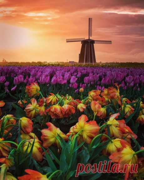 КАКОЙ СЕГОДНЯ ПРАЗДНИК? 29 Января 2021 г. – Пятница • День необязательств • День первооткрывателя в России201 год • День неспешного заплетания кос • День мобилизации против угрозы ядерной войны (Day of Mobilization against the Threat of Nuclear War)36 лет • День поклонения честным веригам святого апостола Петра • День памяти праведного Максима Тотемского • День необязательств • День первооткрывателя в России201 год • День неспешного заплетания кос • День мобилизации против угрозы ядерной войны…