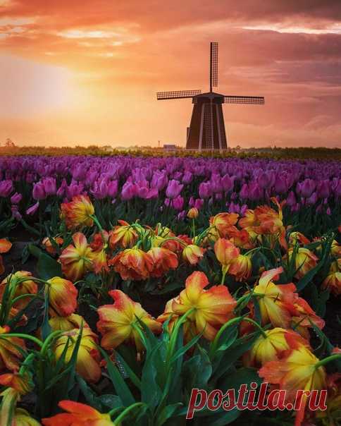 КАКОЙ СЕГОДНЯ ПРАЗДНИК? 29 Января 2021 г. – Пятница • День необязательств • День первооткрывателя в России201 год • День неспешного заплетания кос • День мобилизации против угрозы ядерной войны (Day of Mobilization against the Threat of Nuclear War)36 лет • День поклонения честным веригам святого апостола Петра • День памяти праведного Максима Тотемского • День необязательств • День первооткрывателя в России201 год • День неспешного заплетания кос • День мобилизации против угрозы ядерной войны…