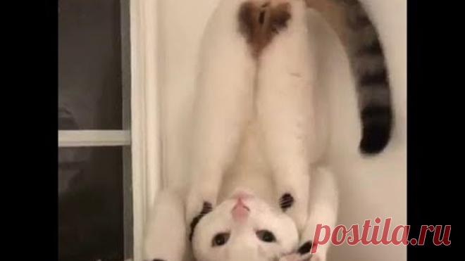 Лучшие приколы с котами кошками и другими животными / funny cats animals video