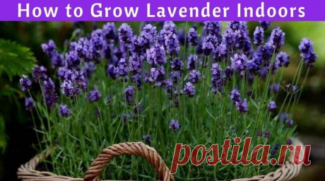 Lavender Plant Indoors