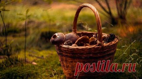 Грибы на зиму рецепт: как приготовить закрутку, соленья :: Рецепты