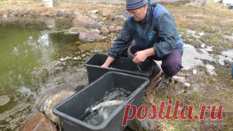 Зарыбляю пруд. Запускаю белого амура | Хозяйство Воронова | Яндекс Дзен