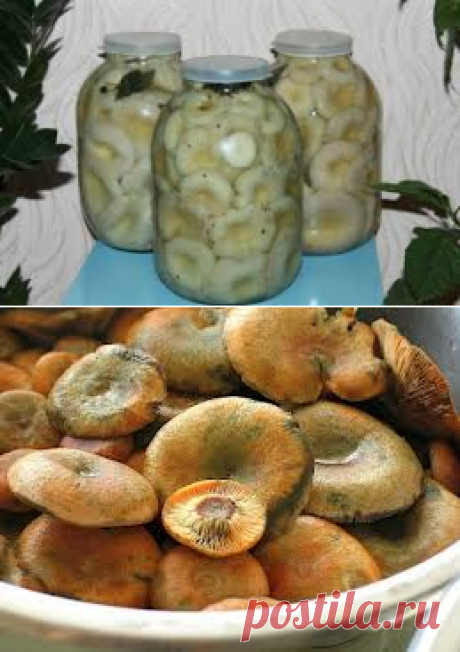 Бабушкины рецепты - соление грибов на зиму