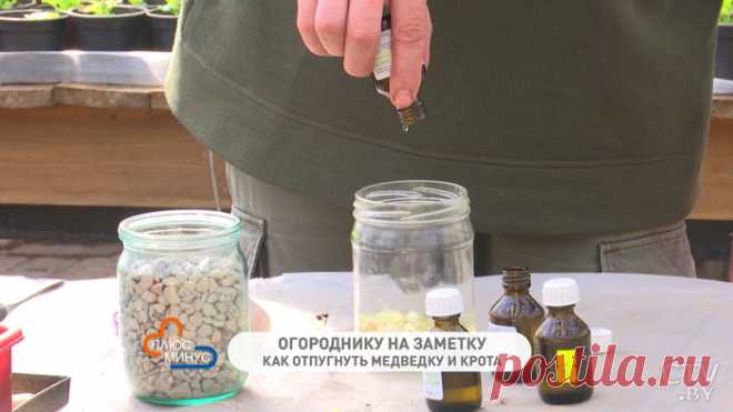 Новости: Как бороться с медведкой и кротом. Рецепт на чесноке и кошачьем наполнителе от Ивана Русских