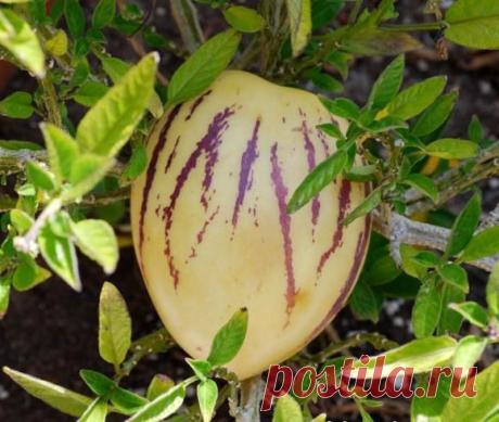 Сладкий огурец, дынная груша, или Что такое пепино: фрукт или овощ?