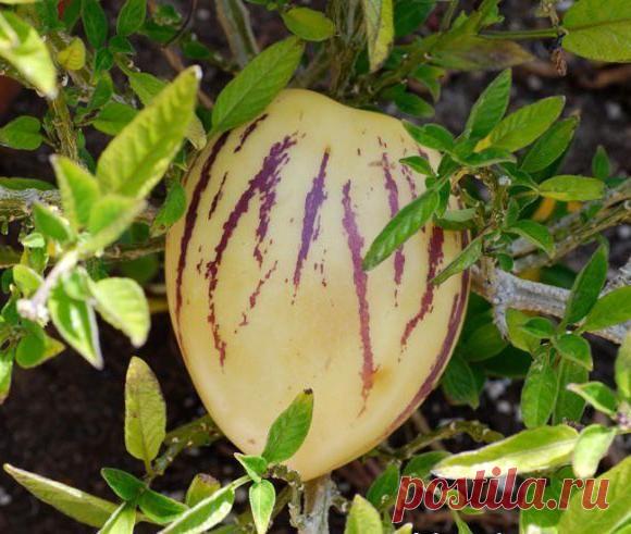 Сладкий огурец, дынная груша, или Что такое пепино: фрукт или овощ?