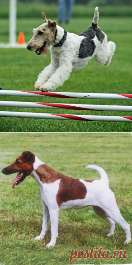 Фото собак породы фокстерьер.