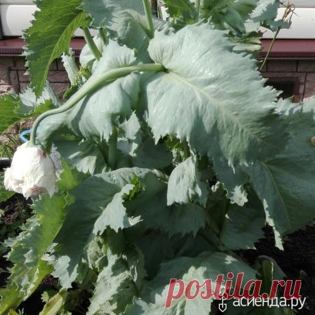 Папавер (мак пионовидный из семян): Дневник пользователя tanyxa