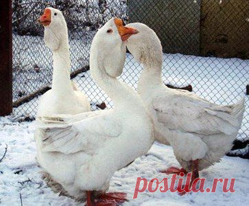 Как с помощью 2 гусей, старик заработал 1 млн. долларов?