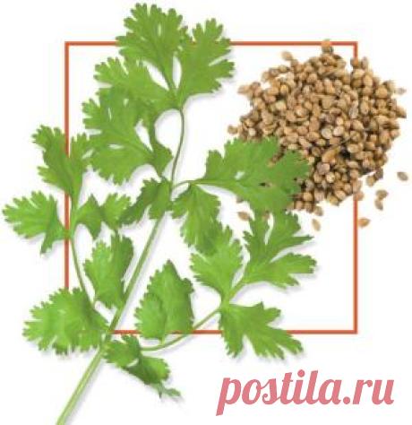 Кориандр - приправа, применение, рецепты, куда добавлять