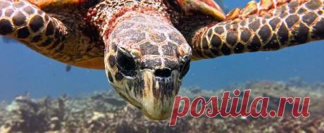 Дайвинг в Таиланде|Пхукет|RU-DIVING | Черепахи-на волю!