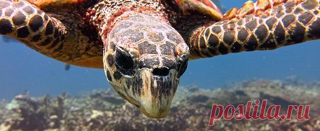 Дайвинг в Таиланде|Пхукет|RU-DIVING | Черепахи-на волю!