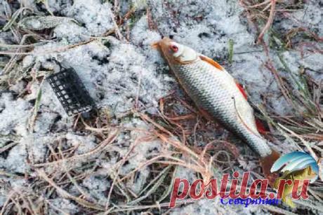 Ловля плотвы в ноябре В ноябре можно с большим успехом ловит плотву также как, например, в мае месяце. Эта шустрая рыбешка всегда плавает, сбиваясь в приличные по размеру стаи. Причем в этой стае присутствуют, всегда ос…