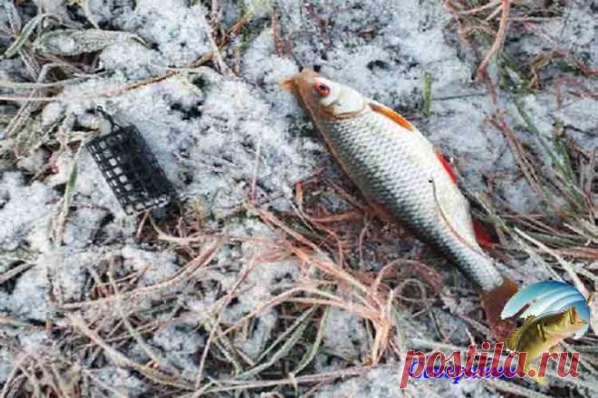 Ловля плотвы в ноябре В ноябре можно с большим успехом ловит плотву также как, например, в мае месяце. Эта шустрая рыбешка всегда плавает, сбиваясь в приличные по размеру стаи. Причем в этой стае присутствуют, всегда ос…