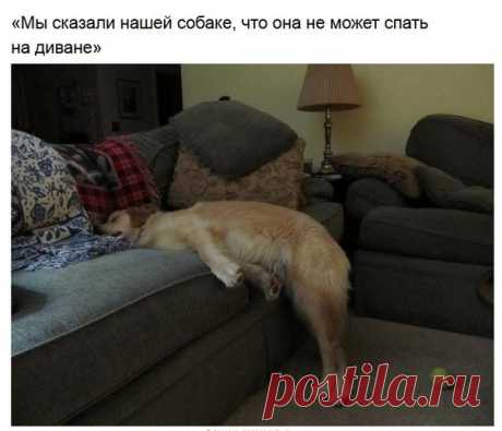 Домашние животные, чьи проделки поднимают настроение — Убойный юмор - amworld