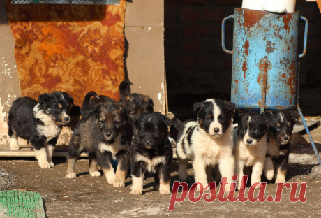 Яндекс.Фотки