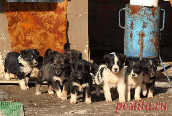 Яндекс.Фотки