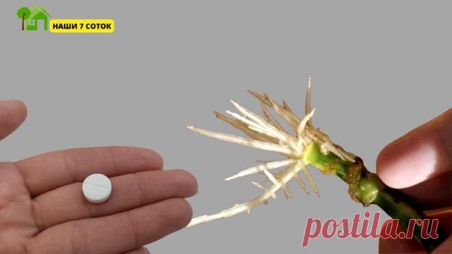 Как быстро укоренять черенки | Полезные советы|Рукоделие ,садоводство,кулинария Пульс Mail.ru Размножение Черенками | Как Укоренить Черенок любого растения