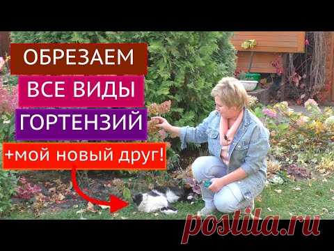 КАК ОБРЕЗАТЬ ВСЕ ВИДЫ ГОРТЕНЗИЙ БЕЗ ОШИБОК! ПОЗНАКОМЬТЕСЬ С МОИМ НОВЫМ ДРУГОМ!
