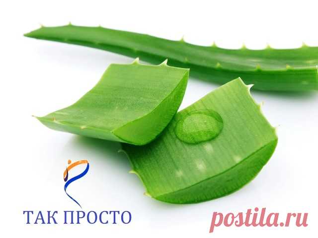 ВЫЯСНЯЕТСЯ: ОРГАНИЗМ НУЖДАЕТСЯ В АЛОЭ.