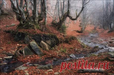 Фотография / Таинственный лес / из раздела пейзаж №5421730 - фото.сайт - Photosight.ru