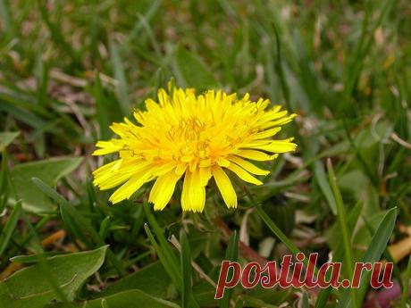 Выпадение волос: как решить проблему всего за 10 дней - Шаг к Здоровью