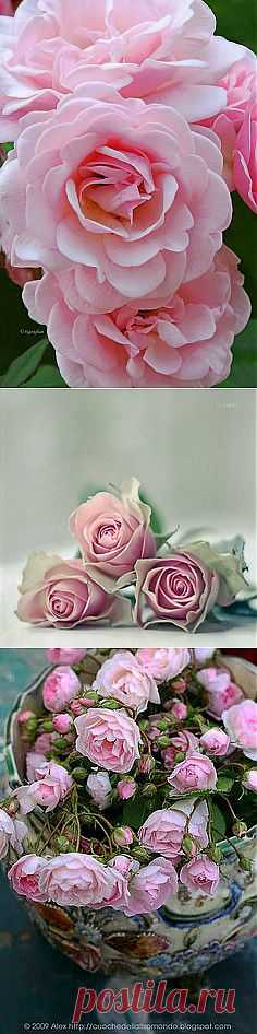 Pink roses | Flower Gardens