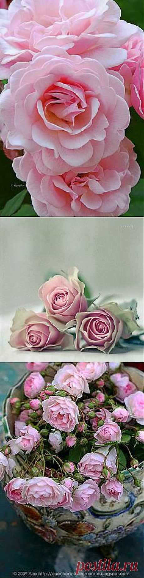 Pink roses | Flower Gardens